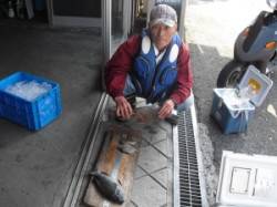 ジロー磯でフカセ釣り　〜グレ・アイゴ・ウマ…