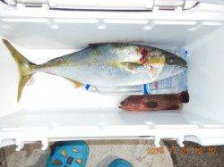 ジギングで貴重な1匹！白子島でヒラマサ