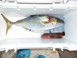 ジギングで貴重な1匹！白子島でヒラマサ