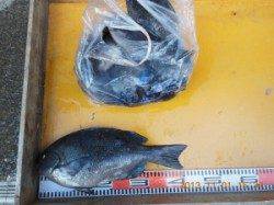 磯でのフカセ釣り【グレ42cmに30cmが40匹以上釣れた所も!】