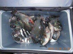 磯でのフカセ釣り【グレ42cmに30cmが40匹以上釣れた所も!】