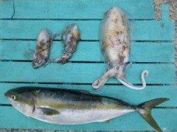 神谷一文字、飲ませ釣りで72cmのメジロをキャッチ