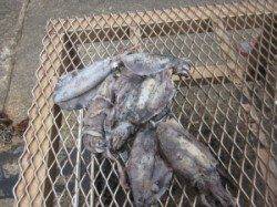 0.9kgのアオリ含む5杯の釣果 in 串本