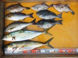 立島、カゴ釣りとフカセでヒラマサの釣果あり！