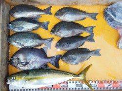 立島、カゴ釣りとフカセでヒラマサの釣果あり！