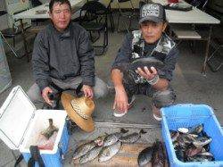 ヨボセ磯でグレ・アイゴ・寒ブリの釣果☆