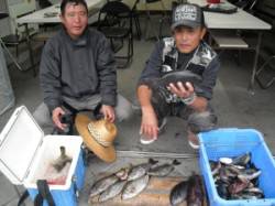 ヨボセ磯でグレ・アイゴ・寒ブリの釣果☆