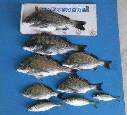 上佐波賀イカダ、チヌが好調です