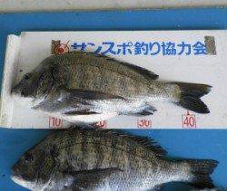 上佐波賀イカダ、チヌが好調です