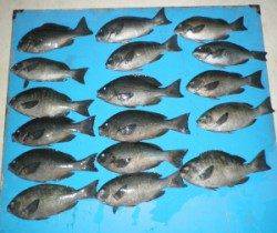 野原磯でチヌ・グレが好調