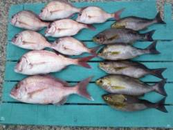 ヒラバエ　カゴ釣りでマダイ・イサギ・グレの…