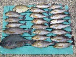 ヒラバエ　カゴ釣りでマダイ・イサギ・グレの釣果