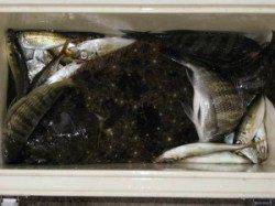 久美浜のカセ　チヌの他ヒラメやアジも