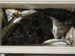 久美浜のカセ　チヌの他ヒラメやアジも