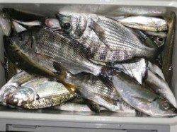 久美浜のカセ　チヌの他ヒラメやアジも