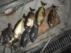 カンゴバエ　フカセでグレ・アイゴ・カワハギ