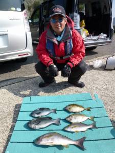 ヒラバエ　カゴ釣りで41cmのジャンボイサ…