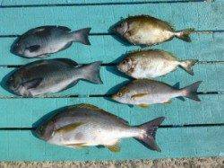 ヒラバエ　カゴ釣りで41cmのジャンボイサギも