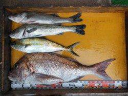 三尾の磯　カゴ釣りでマダイ・ヒラマサ・スズキの釣果