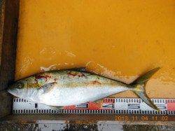 三尾の磯　カゴ釣りでマダイ・ヒラマサ・スズキの釣果