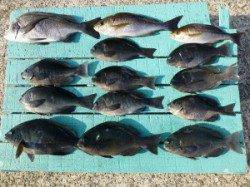 魚種多彩でした、一文字でのカゴつり釣果