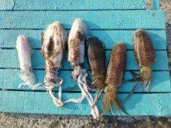 好釣！工場裏でのアオリイカ、ヤエン釣果