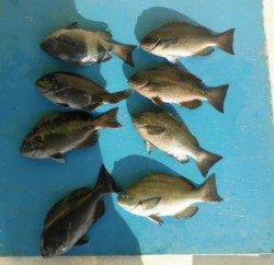 音海磯でグレ釣り、29cmオーバーは8匹