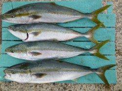 神谷一文字で飲ませ釣り　♪大漁です♪