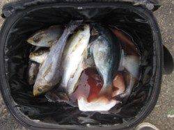 沖の長島でカゴ釣り、イサキが大漁でした♪
