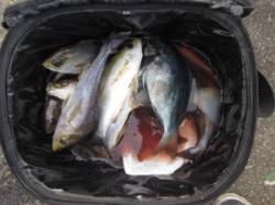 沖の長島でカゴ釣り、イサキが大漁でした♪