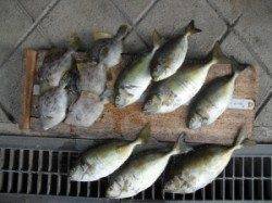 カノクビ磯、フカセでアイゴなどの釣果