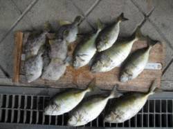 カノクビ磯、フカセでアイゴなどの釣果