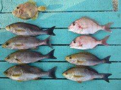 ヒラバエでカゴ釣り、イサキが釣れています