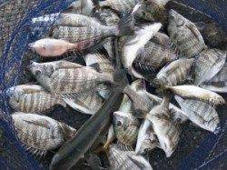 宮崎筏、チヌ20匹オーバーです♪
