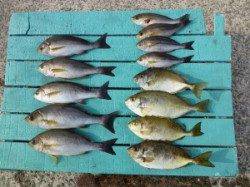 ヒラバエでカゴ釣り、イサキ・グレ・アイゴの釣果