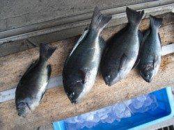 有田の磯、フカセでグレ・アイゴの釣果