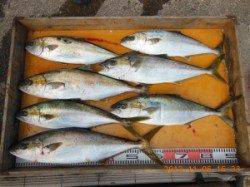 三尾の磯 カゴ釣りでヒラマサ釣れました!