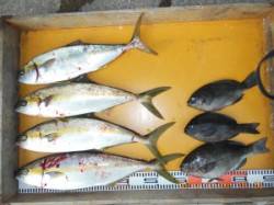 三尾の磯　カゴ釣りでヒラマサ釣れました！　…