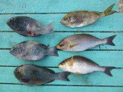 9日カゴ釣り釣果【イサギ・カワハギ・グレ・アイゴ】