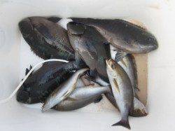 出雲の磯フカセ釣り~グレが釣れ出してきました(#^.^#)