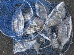 六本裏カセのチヌ　型がよいのはアケミ丸貝で…