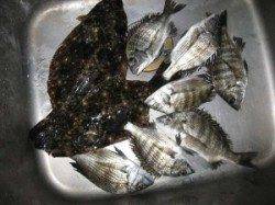 六本裏カセのチヌ　型がよいのはアケミ丸貝でした