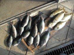 ジロー磯にてボイルオキアミをエサにグレ・アイゴ