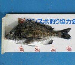 上佐波賀イカダでチヌ43.2cm