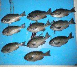 音海磯でグレ33cmを頭に10匹の釣果