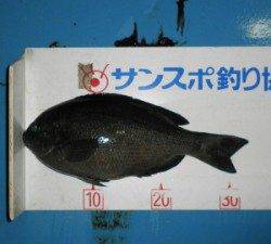音海磯でグレ33cmを頭に10匹の釣果