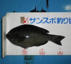 音海磯でグレ33cmを頭に10匹の釣果