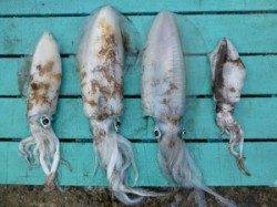 神谷一文字のエギングでアオリイカ0.3～1.1Kg4ハイ