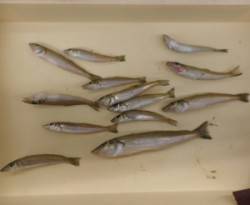 ヒロセオートキャンプ場でキス25.2cmを…