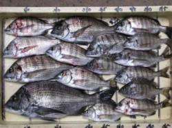 六本裏カセで筏チヌ釣り【強風にご注意下さい…